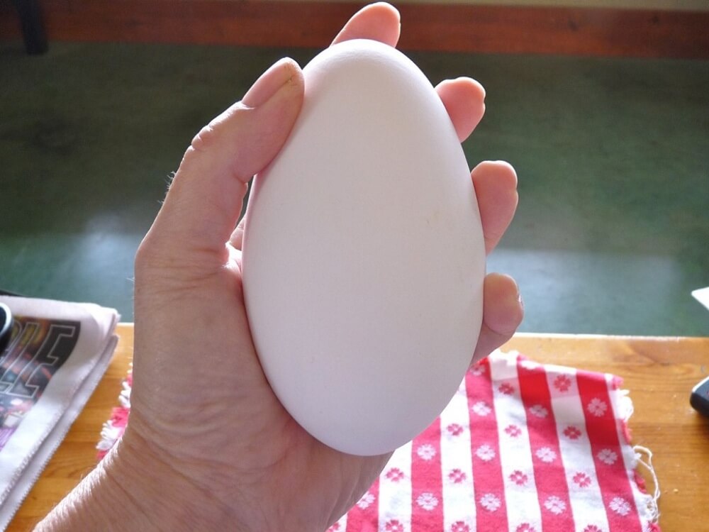 Bà bầu ăn trứng ngỗng có tác dụng gì đối với thai nhi?